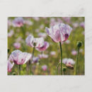 Zoek naar botanical briefkaarten Voor iedereen