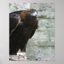 Zoek naar golden eagle kunst Adelaar