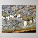 Zoek naar roofdier posters Krokodil