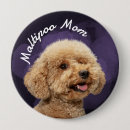 Zoek naar maltipoo accessoires Honden