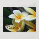 Zoek naar plumeria briefkaarten Geel