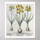 Zoek naar hortus posters Bloemen