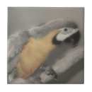 Zoek naar ara tegels Vogel