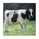 Zoek naar boerderij koe tegels Melk