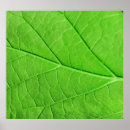 Zoek naar ecologie Boom