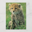 Zoek naar jachtluipaard briefkaarten Schattig