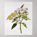 Zoek naar oranje bloemen posters Vrucht