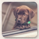 Zoek naar labrador onderzetters Schattig