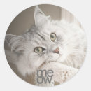 Zoek naar kattenoog stickers Elk persoon