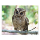 Zoek naar jonge uil posters Wild
