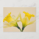 Zoek naar gele narcissen briefkaarten Bloem