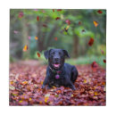 Zoek naar vallei tegels Herfst