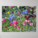 Zoek naar viooltjes blauw posters Blauwe bloemen