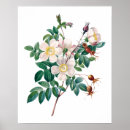 Zoek naar witte rozen posters Voor hem/haar