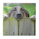 Zoek naar duitse herder tegels Puppy