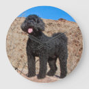 Zoek naar labradoodle klokken Zwart