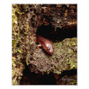 Zoek naar salamander kunst Amfibie