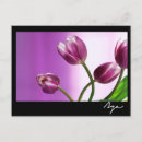 Zoek naar paarse tulp briefkaarten Tulpen