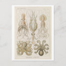 Zoek naar vintage octopus briefkaarten Antiek