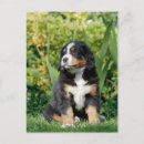 Zoek naar bernese berghond briefkaarten Puppy