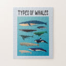 Zoek naar orka puzzels Walvis