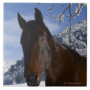 Zoek naar dierlijk lichaamsdeel tegels Natuur