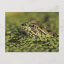 Zoek naar frog briefkaarten Natuur