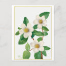 Zoek naar botanische illustratie briefkaarten Vintage
