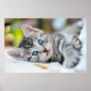 Zoek naar babydieren posters Kat