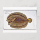 Zoek naar marine life briefkaarten Kruger