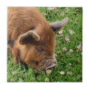 Zoek naar pig tegels Schattig