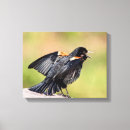Zoek naar merel kunst Zangvogel