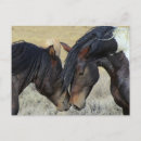 Zoek naar wild paarden briefkaarten Equine