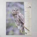 Zoek naar strix posters Uil