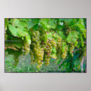 Zoek naar druiven wijn posters Wijndruiven