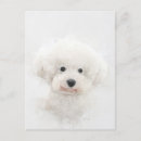 Zoek naar bichon frise briefkaarten Puppy
