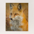 Zoek naar rode vossen puzzels Vulpes