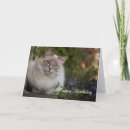 Zoek naar ragdolls kaarten Kat