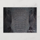 Zoek naar aziatische olifant briefkaarten Dier
