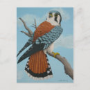 Zoek naar valk briefkaarten Hawk