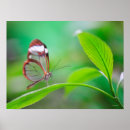 Zoek naar groene veren posters Vlinders