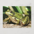 Zoek naar kikker briefkaarten Groen