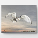 Zoek naar roofvogel fotoplaat Wild