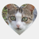Zoek naar groen oog stickers Kat
