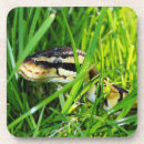 Zoek naar python onderzetters Reptiel