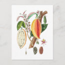 Zoek naar cacao briefkaarten Bladeren