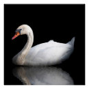 Zoek naar zwanen posters Vogel