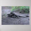 Zoek naar komodo dragon kunst Wilde dieren