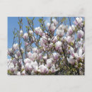 Zoek naar magnolia briefkaarten Bloesems
