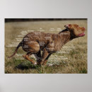Zoek naar spierstelsel posters Anatomie